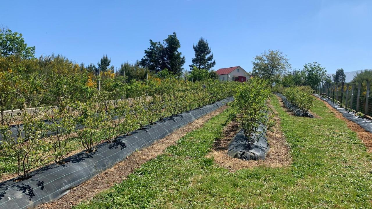 Quinta Vale Salgueiro Lejlighed Seia Eksteriør billede